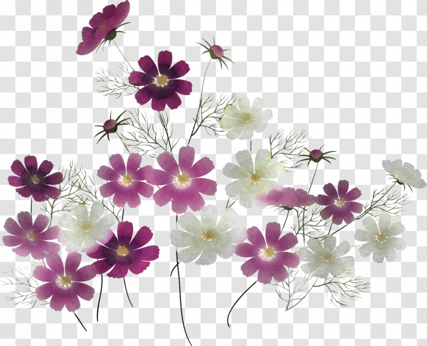 Flower Plant Pericallis Petal Wildflower Transparent PNG