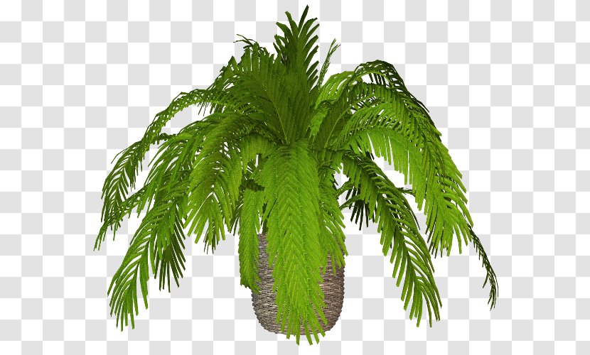 Flowerpot Date Palm Ornamental Plant Arecaceae - Fern Transparent PNG