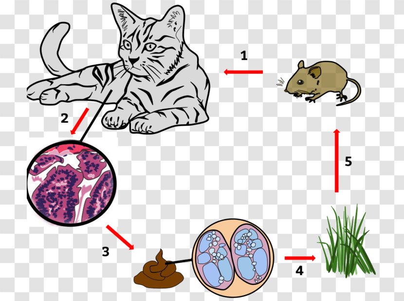 Cat Whiskers Toxoplasmosis Disease Toxoplasma Gondii - Fauna Transparent PNG