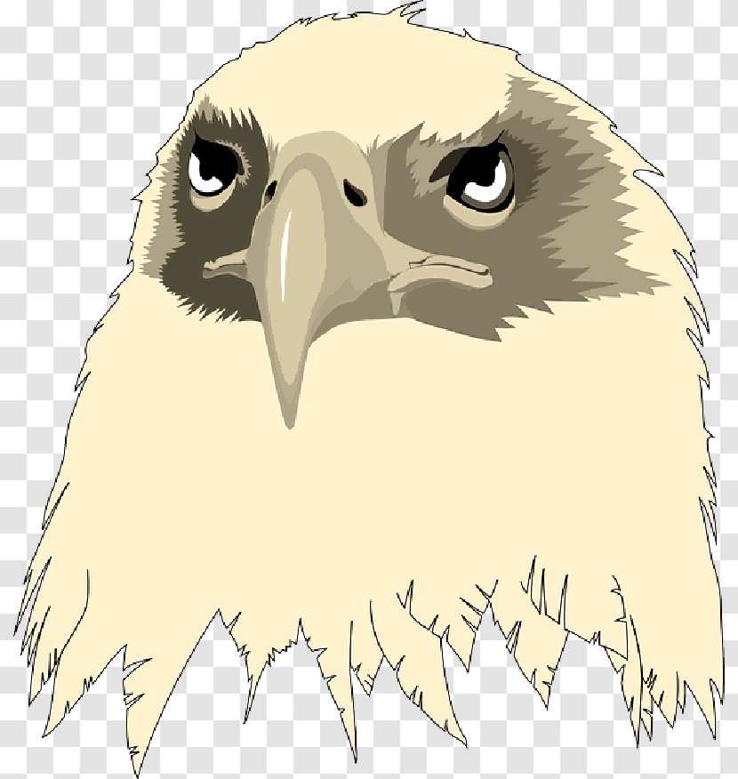 Bald Eagle Clip Art Transparency Image - Falcon - Head Transparent PNG