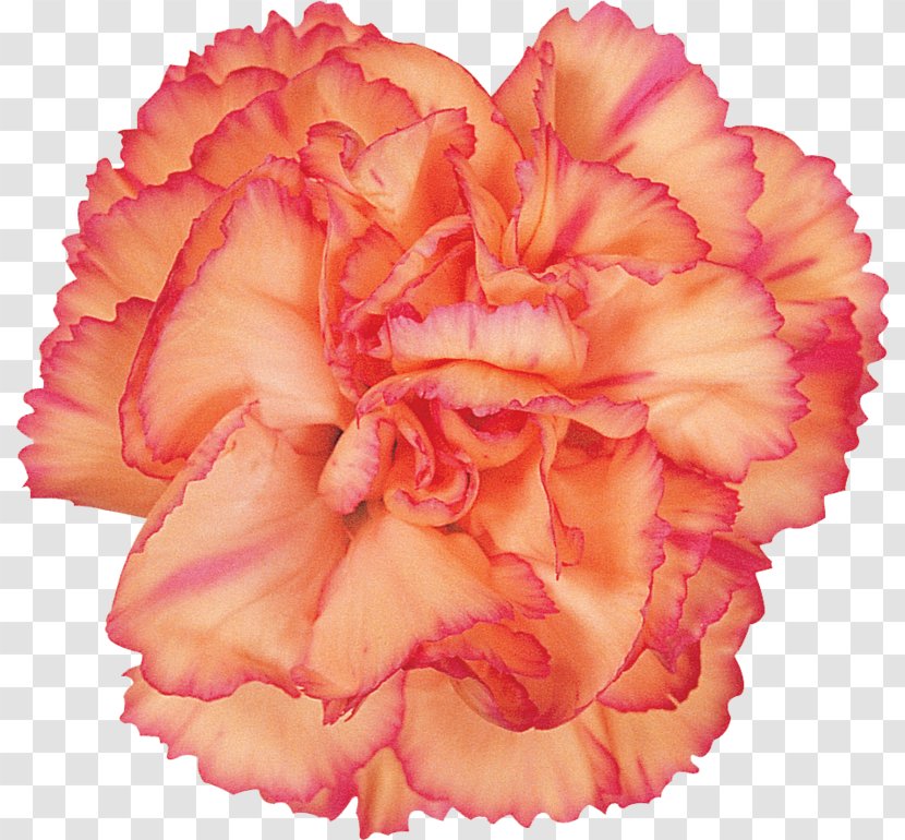 Carnation Paper Collage Cut Flowers Mother's Day - Flower Transparent PNG