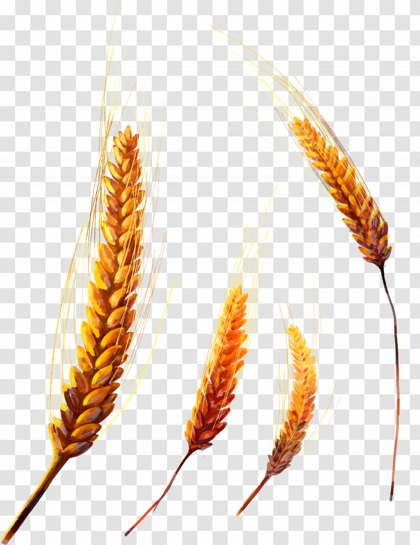 Grasses Grain Cereal Food - Ear - Wheat Transparent PNG