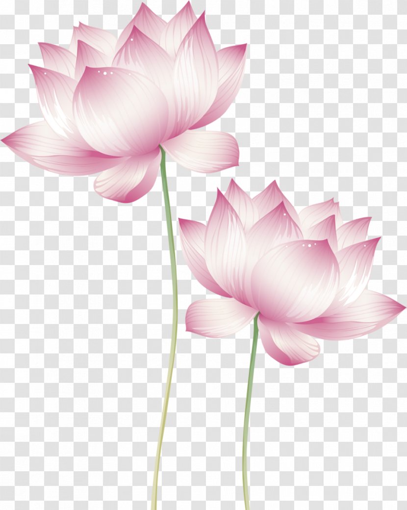 Nelumbo Nucifera Lotus Cars Water Lilies Effect Stock Photography - Wall Decal Transparent PNG