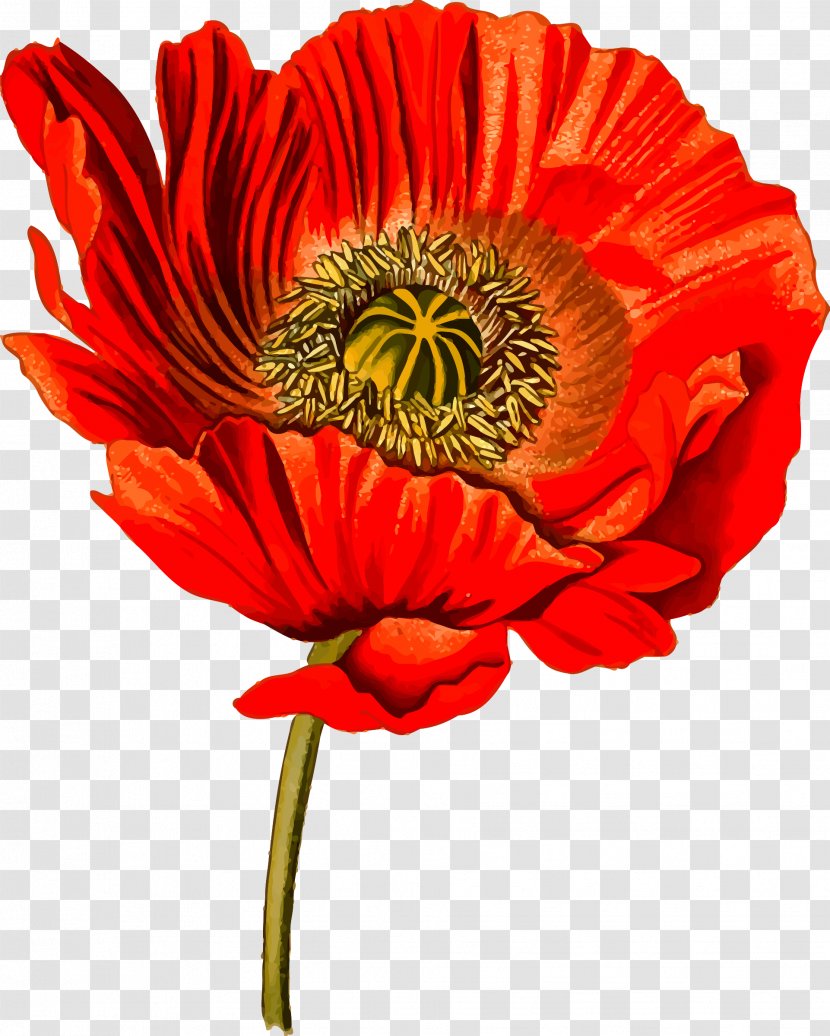 Opium Poppy Clip Art Openclipart Image - Poppies Transparent PNG