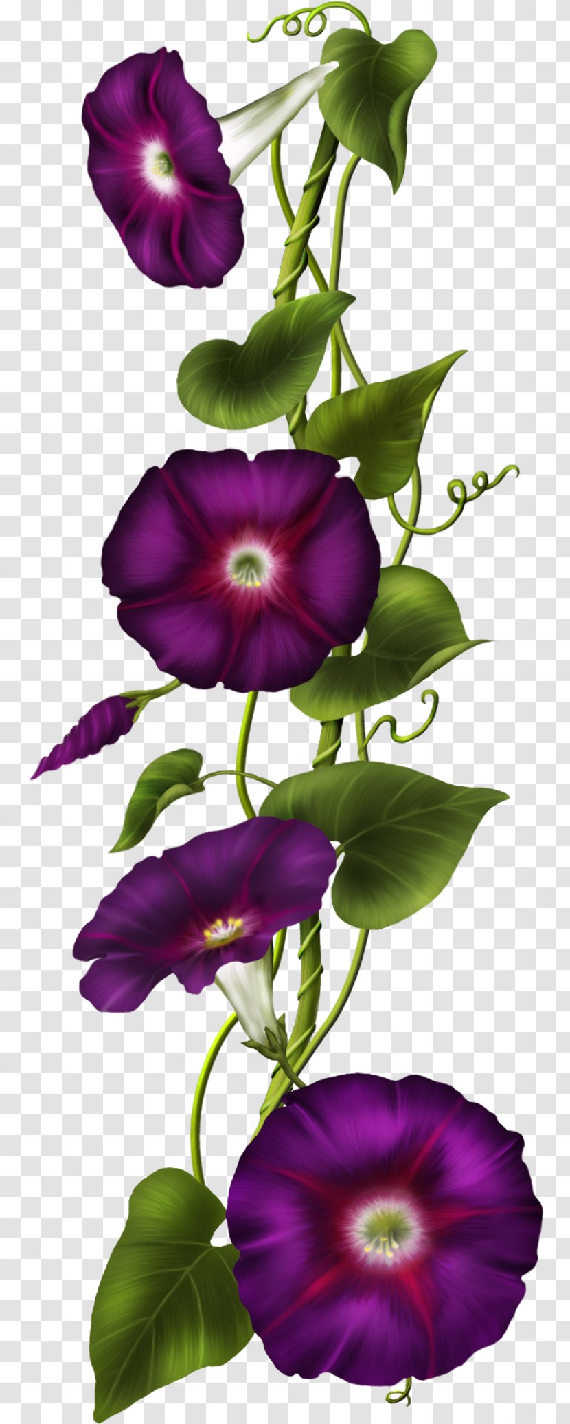 Morning Glory Clip Art - Image File Formats - Iris Transparent PNG