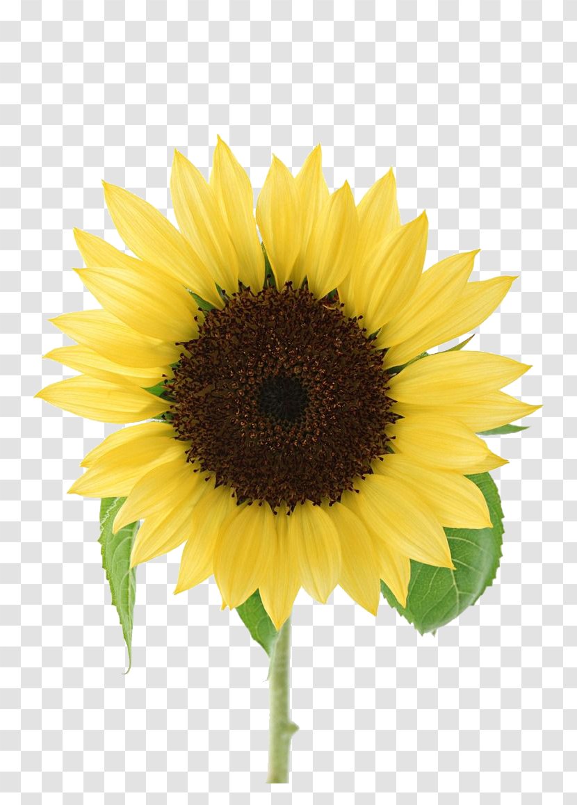 Simple Atmosphere Of Sunflowers - Sunflower - Yellow Transparent PNG
