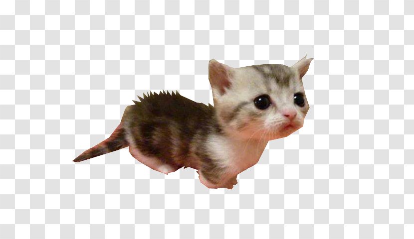 Kitten Munchkin Cat American Wirehair Whiskers Domestic Short-haired - 3d Computer Graphics - The Frightened Transparent PNG