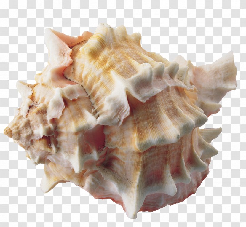 Seashell Clip Art - Conch Transparent PNG