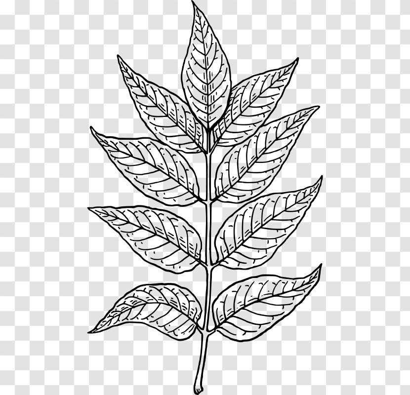 Botany Leaf Clip Art - Plant Stem Transparent PNG