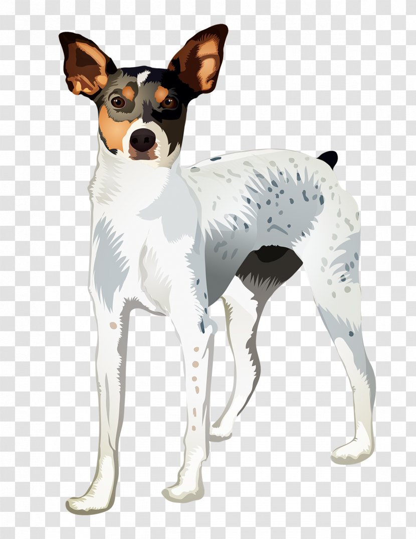 Fox Cartoon - Toy Terrier - English Feist Transparent PNG