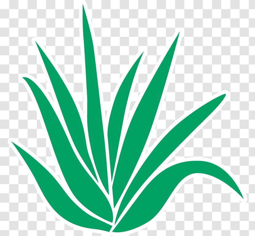 Aloe Vera Pain Gel Menthol Clip Art - Joint - Plant Transparent PNG