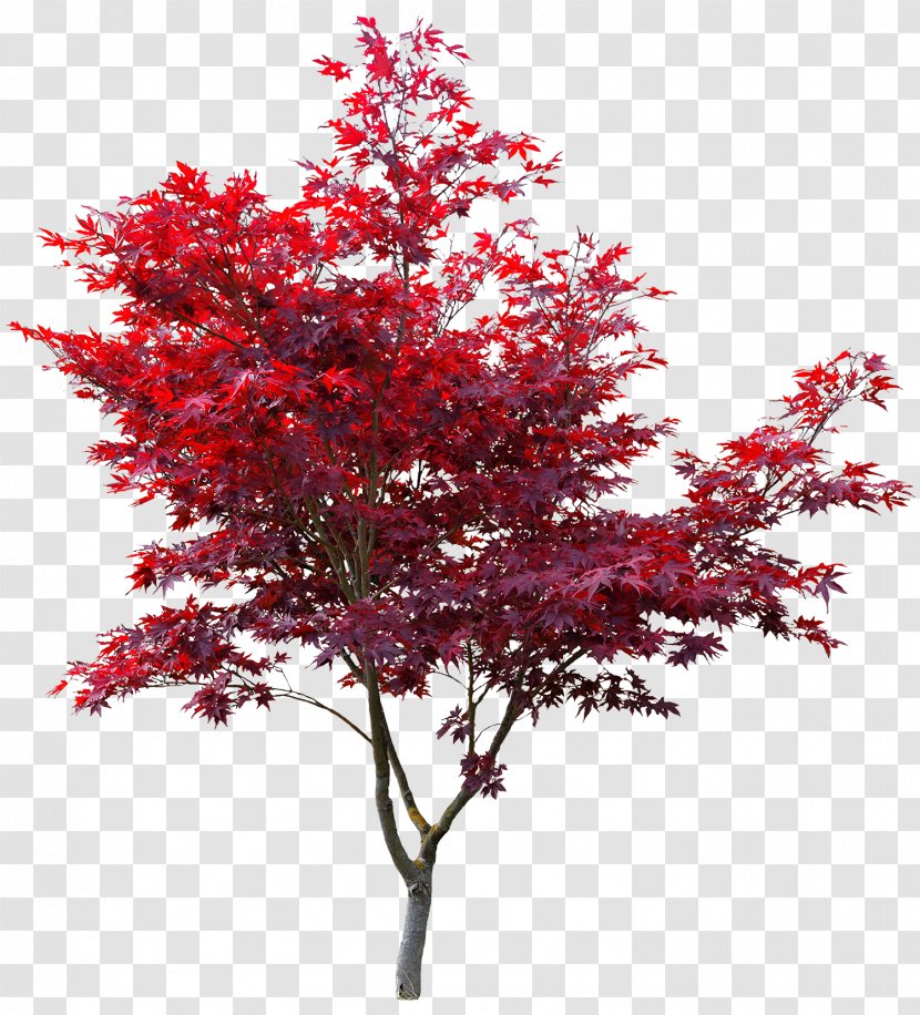 Japanese Maple Red Autumn Leaf Color Acer Japonicum - Branch - Japan Transparent PNG