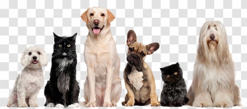 Cat Dog Grooming Pet Sitting - Dogcat Relationship - Dogs And Cats Transparent PNG