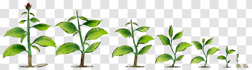 Plant Stem Leaf Commodity Font Grasses - Branching - Plants Transparent PNG
