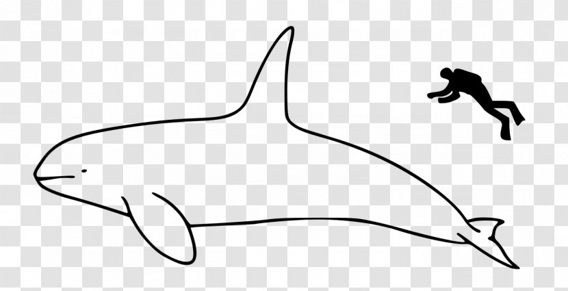 Marine Mammal Bowhead Whale Cetacea Killer - Area Transparent PNG