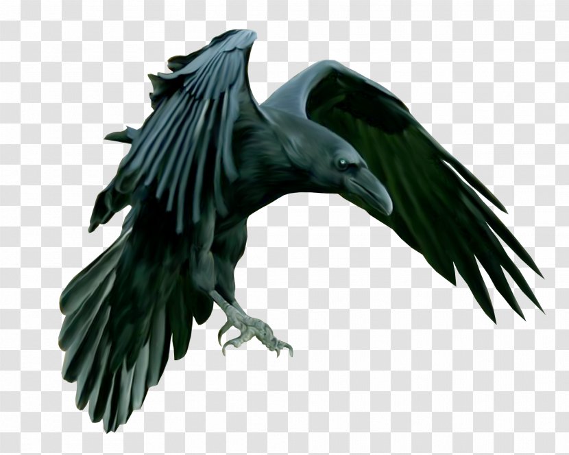 American Crow Common Raven Epic Black Metal Carrion - Symbol - B Transparent PNG