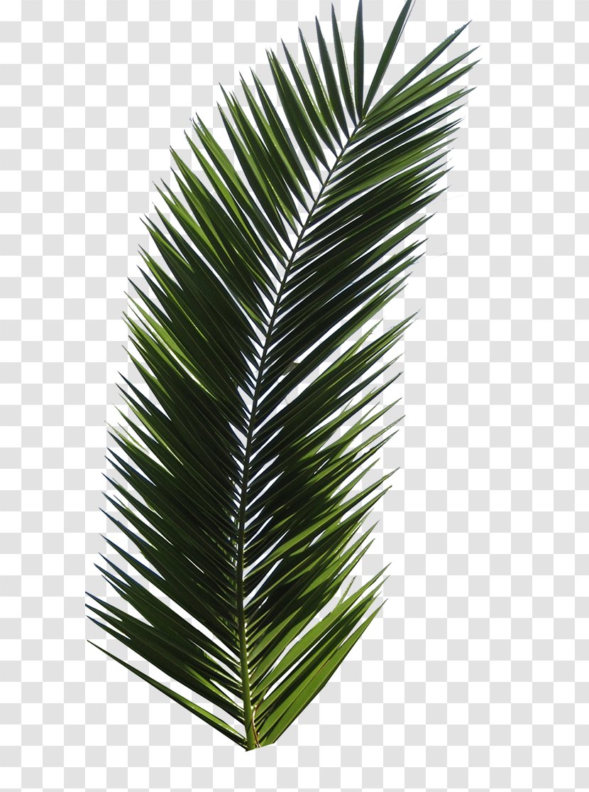 Arecaceae Leaf Tree Frond - Borassus Flabellifer Transparent PNG