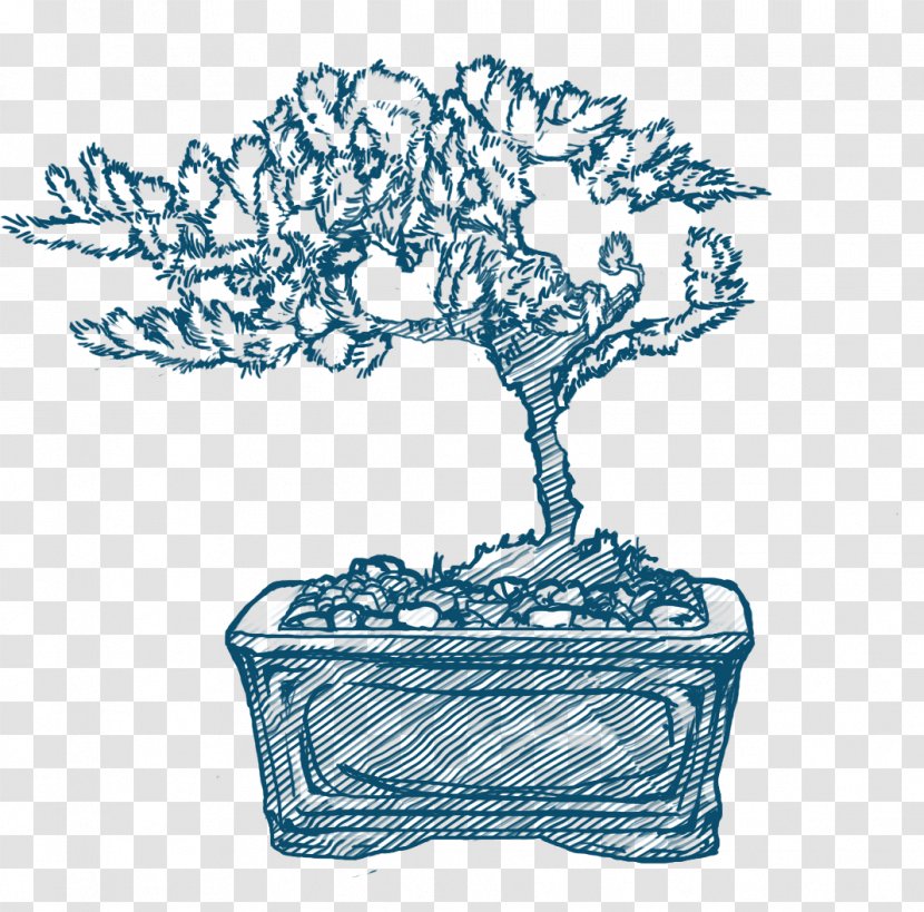 Bonsai Tree Baby Bio /m/02csf Drawing Transparent PNG