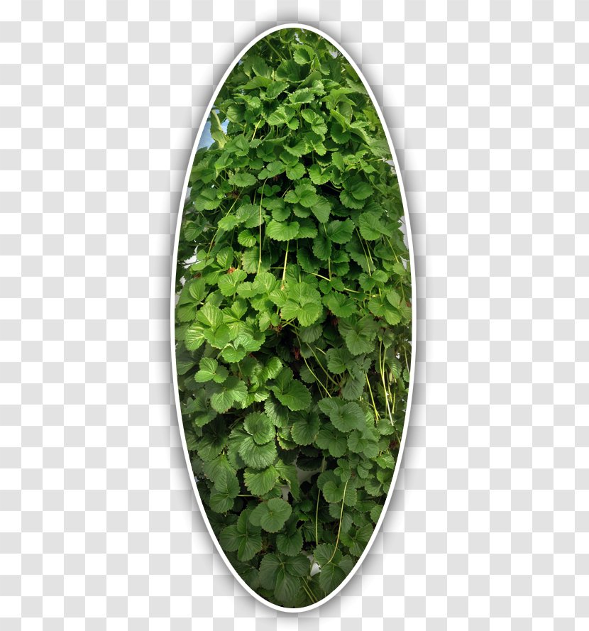 Leaf Herb Groundcover - Plant - Oval Shadow Transparent PNG