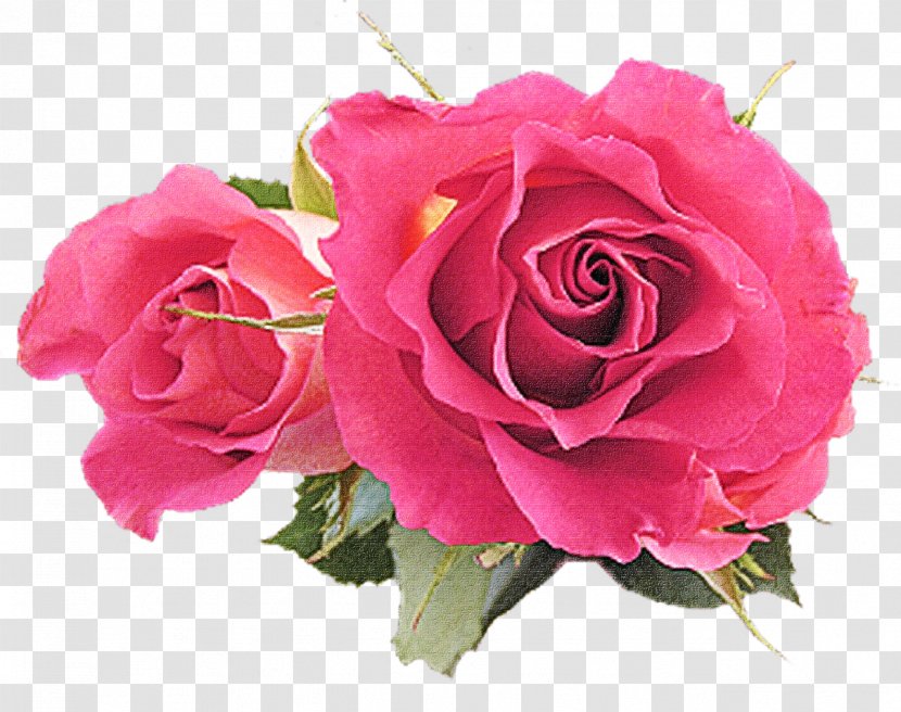 Garden Roses - Rose - Family Cut Flowers Transparent PNG