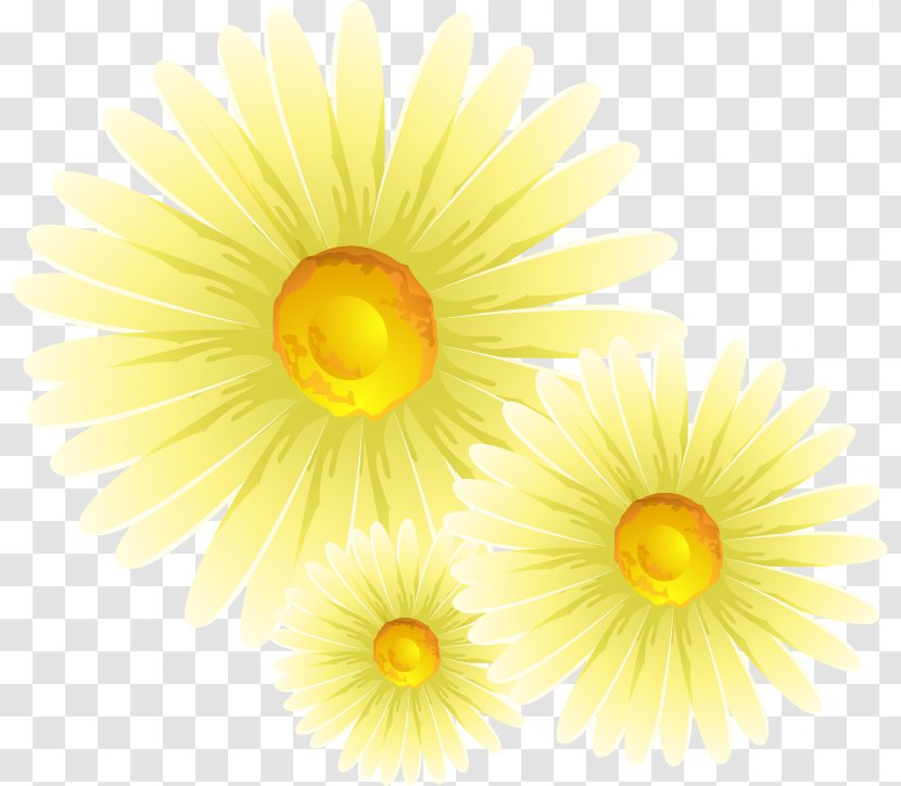 Chrysanthemum Common Daisy Flower Transparent PNG