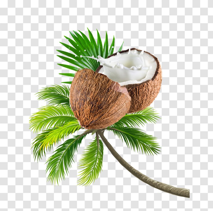 Coconut Tree Fruit - Milk - Oil Transparent PNG