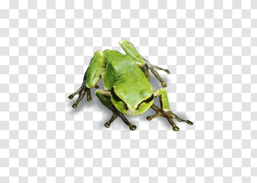 Tree Frog True Transparent PNG