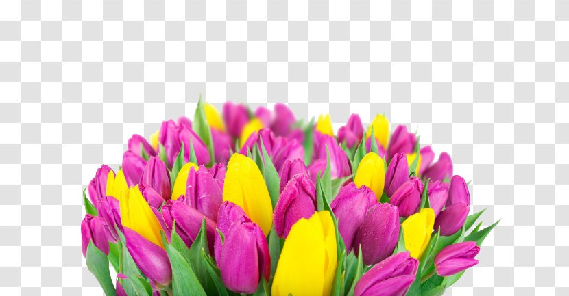 Indira Gandhi Memorial Tulip Garden High-definition Television Flower Wallpaper - Flowering Plant - Bouquet Transparent PNG
