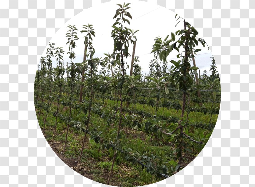 Nutrient Tree Vegetation Crop Agriculture - Plant Community - Orchard Transparent PNG