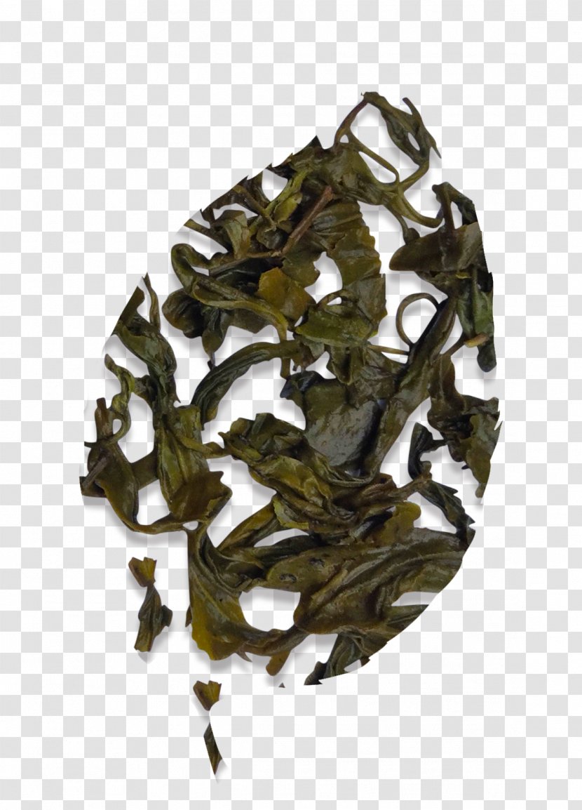 Nilgiri Tea Assam Camellia Sinensis Oolong - Pu Er - Longjing Green Transparent PNG