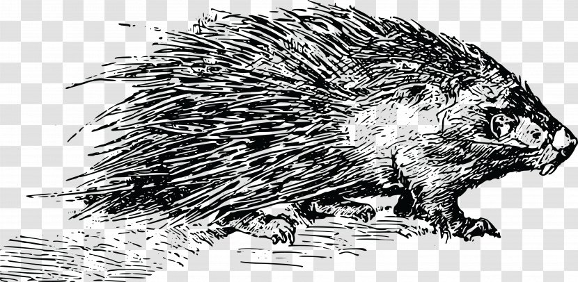 Rodent Porcupine Clip Art Beaver Image Transparent PNG