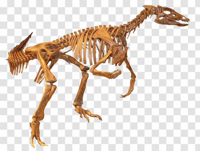 Thescelosaurus Fossil Velociraptor Tyrannosaurus Dinosaur - Animal Figure - Creek Transparent PNG