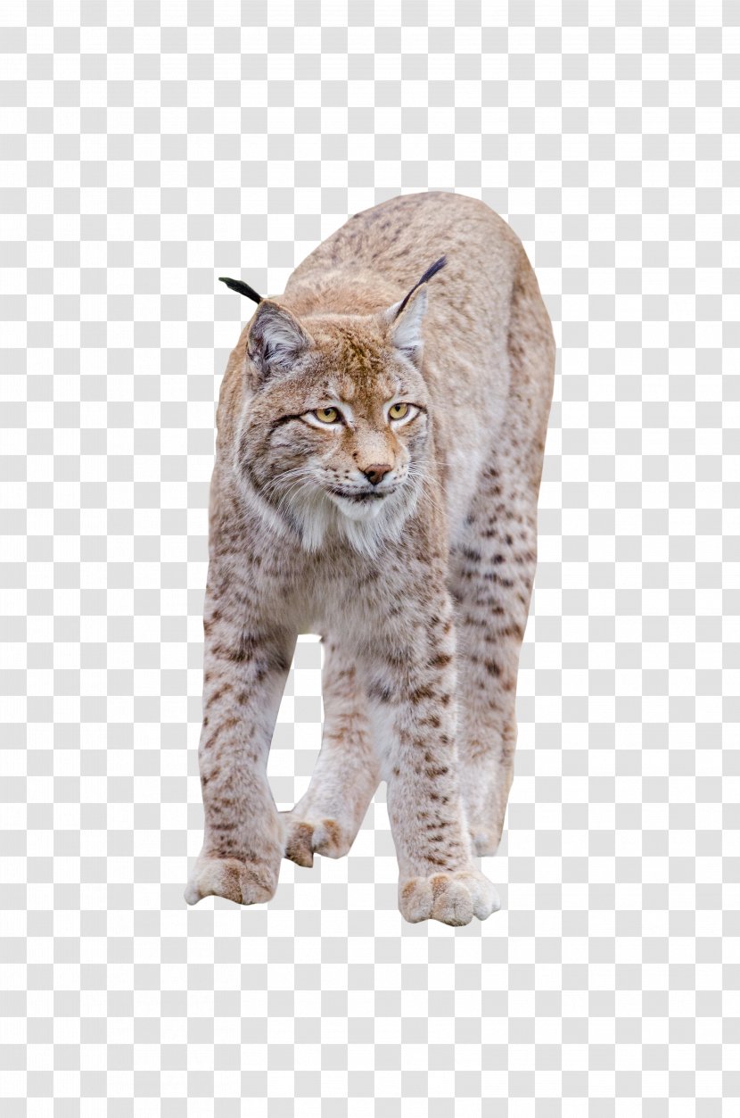 Bobcat Wildcat California Spangled - Wildlife - Cc0 Transparent PNG