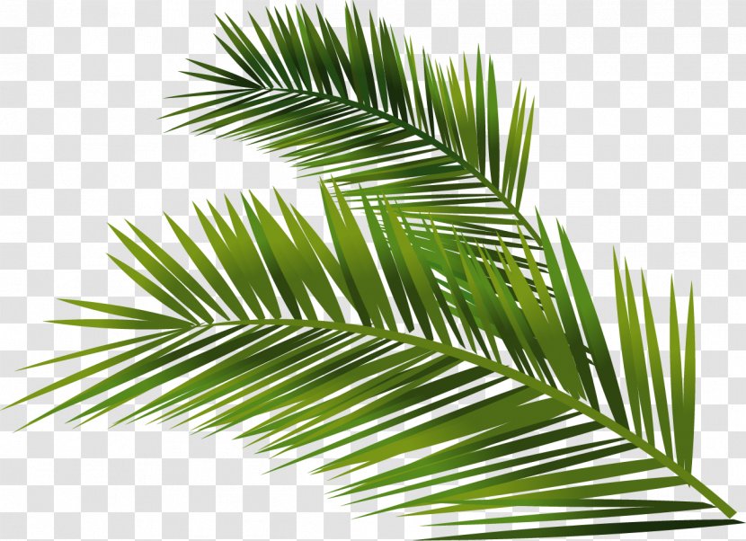 Trachycarpus Fortunei Vector Building Arecaceae Euclidean - Washingtonia - Hand-painted Palm Leaf Transparent PNG