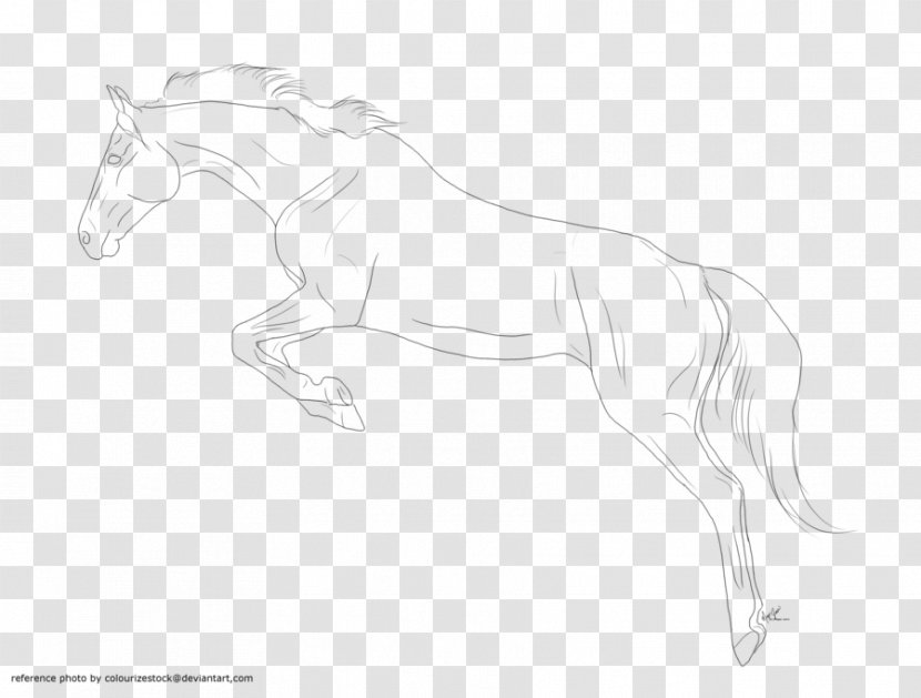 Mane Halter Pony Mustang Stallion - Neck Transparent PNG