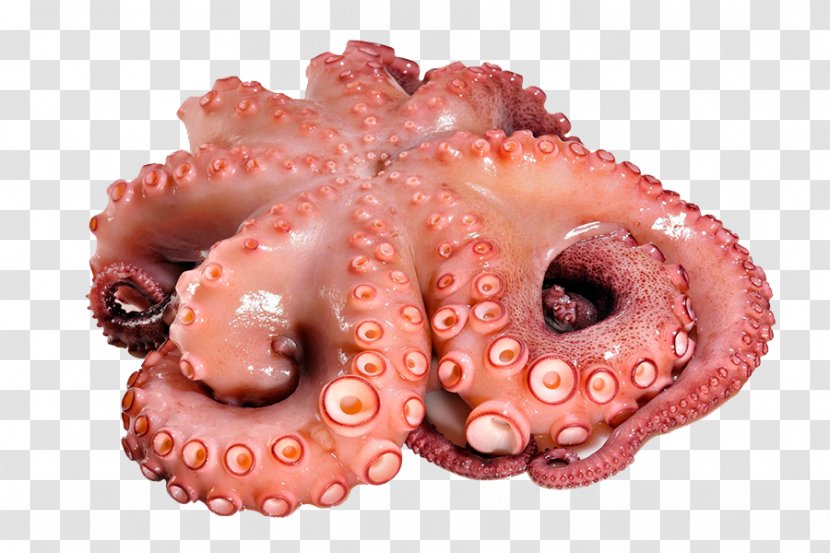 Octopus Squid As Food Polbo á Feira Seafood - Cuttlefish - Powder Explosion Transparent PNG