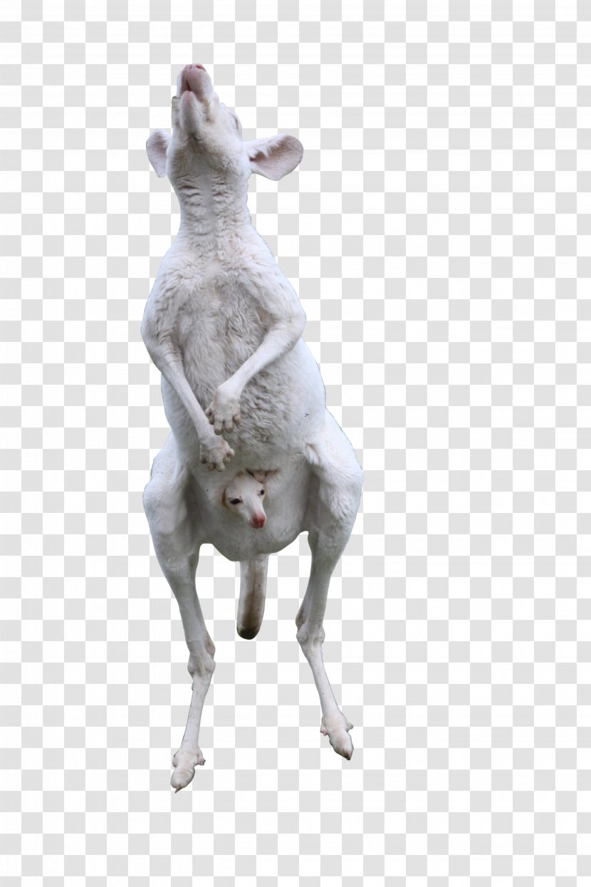 Italian Greyhound Kangaroo - Information - White Mother To Eat Transparent PNG