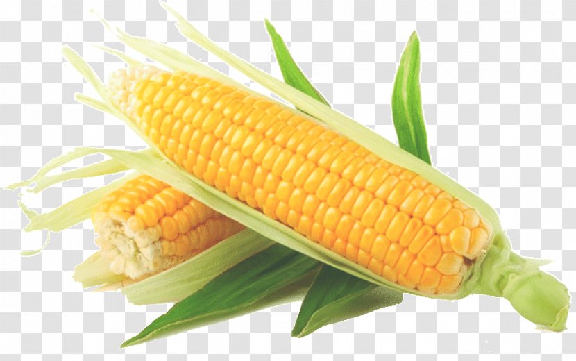 Corn On The Cob Sweet Vegetable Maize Kernel - Dent Transparent PNG
