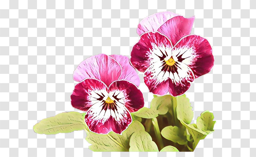 Flower Petal Pansy Plant Violet Transparent PNG