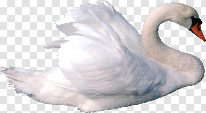 Cygnini MPEG-4 Part 14 Clip Art - Wing - Swan Transparent PNG