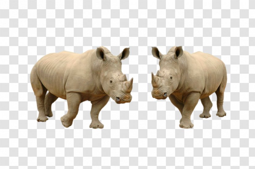 White Rhinoceros Hippopotamus Stock Photography Horn - Android - Two Rhino Transparent PNG