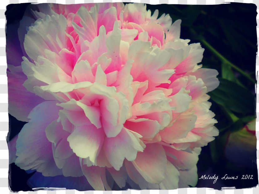 Peony Cut Flowers Carnation Herbaceous Plant - Meditation Transparent PNG