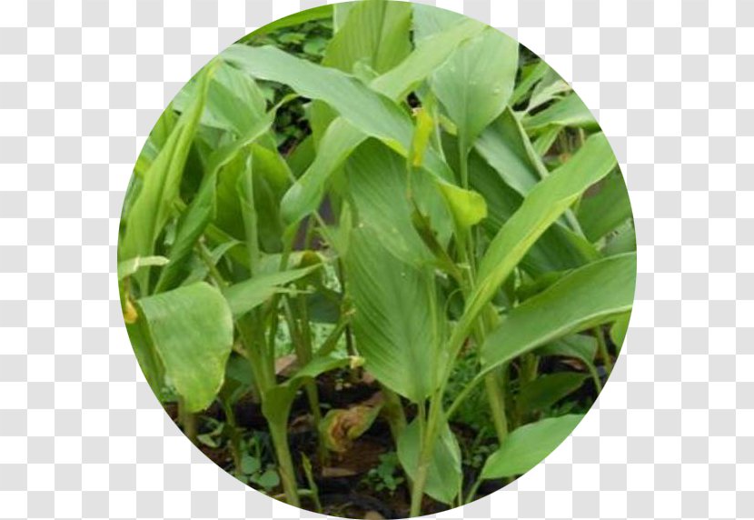 Jamu Turmeric Leaf Vegetable Herb - Medicinal Plants Transparent PNG