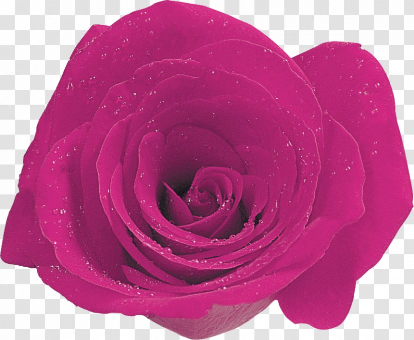 Garden Roses Cabbage Rose Floribunda Cut Flowers Petal - Flower Transparent PNG
