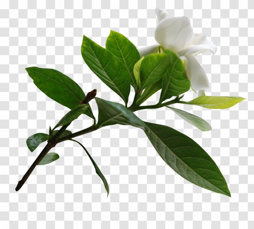 Essential Oil Flower Shampoo Hair - Tea Leaf Transparent PNG