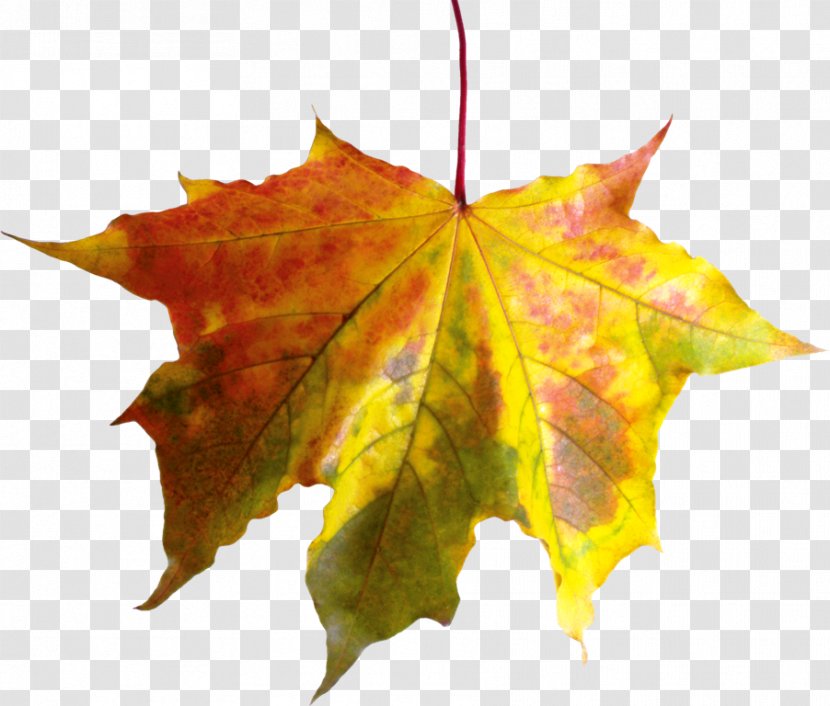 Leaf Image Autumn Clip Art - Red Maple Transparent PNG