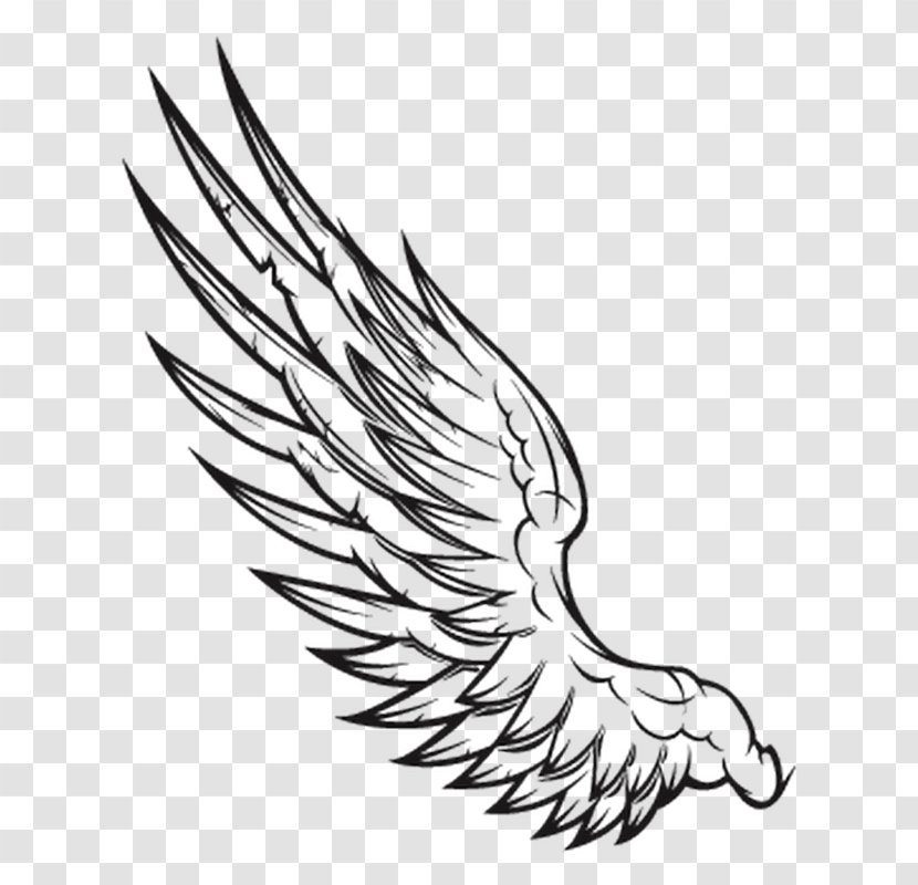 Wing Black And White Clip Art - Drawing - Hummer Transparent PNG