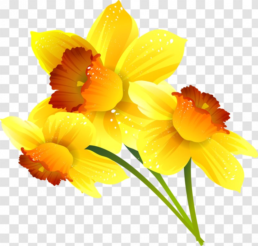 Daffodil Clip Art Vector Graphics Image - Orange - Mimosa Transparent PNG