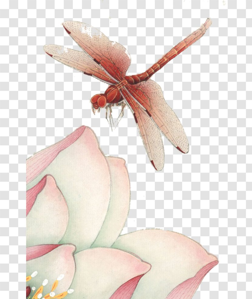Nelumbo Nucifera Dragonfly Paper - Watercolor Painting - Hand-painted Lotus Transparent PNG