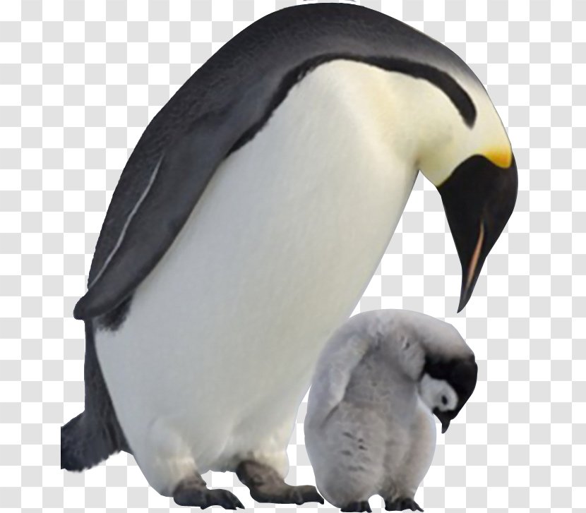 Snow Hill Island South Georgia Baby Penguins Bird - Two Transparent PNG